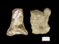 藏品(臺灣中國犀牛復原骨頭)的圖片